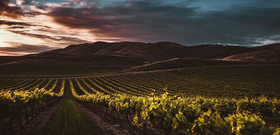 Hållbarhet i vinbranschen: Framtidens ekologiska vintrend